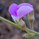 Rhynchosia lupinifolia